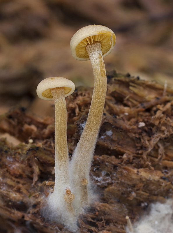 Callistosporium pinicola